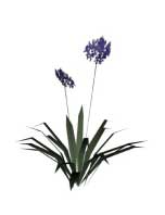 Sketchup, Flowering herbaceous perennial, Allium/onion, Agapanthus/NCN,
