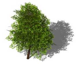 Sketchup Plants Trees And Shrubs Archive
