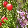 Nylandtia spinosa, Skilpadbessie, Tortoise berry, food forest, One Community outdoor planting plan, grow your own food, evolved food, Highest Good food, sustainable food
