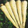 Andover parsnip, One Community