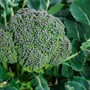 Calabrese Broccoli, One Community