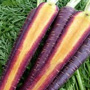 Cosmic Purple Carrot, One Community