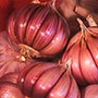 Creole Red Garlic, One Community