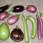 Eggplant, One Community