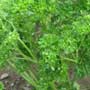 Forest Green Parsley, One Community