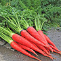 Kintoki Carrots, One Community