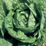Madrilene lettuce, One Community