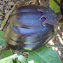 Mitoyo Eggplant, One Community