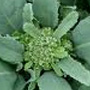 Piracicaba Broccoli, One Community