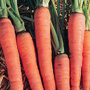 Red Surrey Carrot, One Community