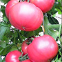 Redfield Beauty Tomato, One Community