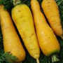 Solar Yellow Carrot, One Community