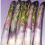 Precoce DArgenteuil Asparagus, One Community