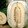 Wax Gourd, Winter Melon, One Community
