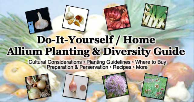 Alliums : Click Image for the Main Large-scale Gardening Hub Alliums image, One Community