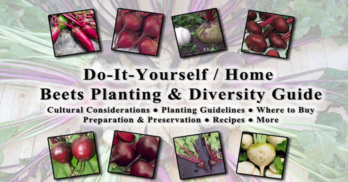Beets Cultural Considerations Planting Guidelines Where to Buy
