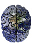 Cognition-Earth-Science-Theme-Icon