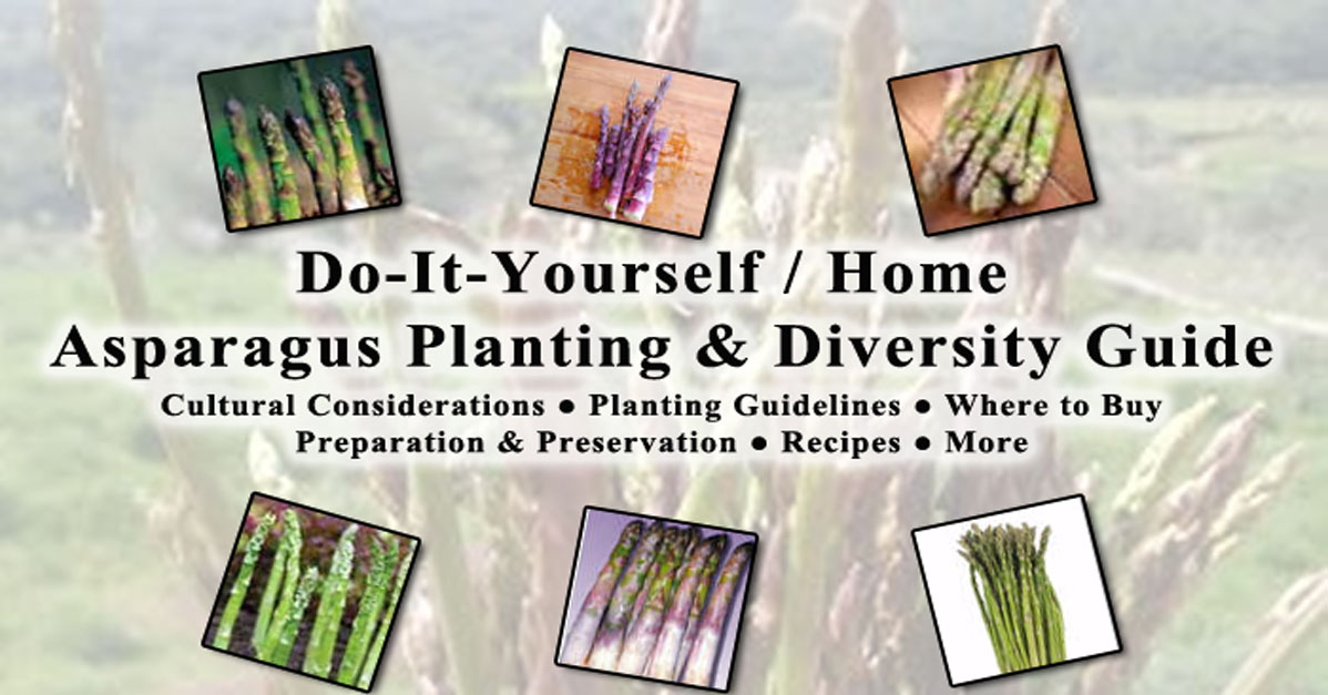 Asparagus Cultural Considerations Planting Guidelines Where to Buy