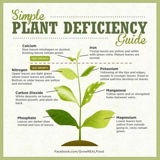 Simple Plant Deficiency Guide, Large-scale Gardening