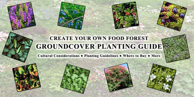Creating Objective and Measurable Global Transformation, Food Forest Groundcover Planting Guide image, One Community