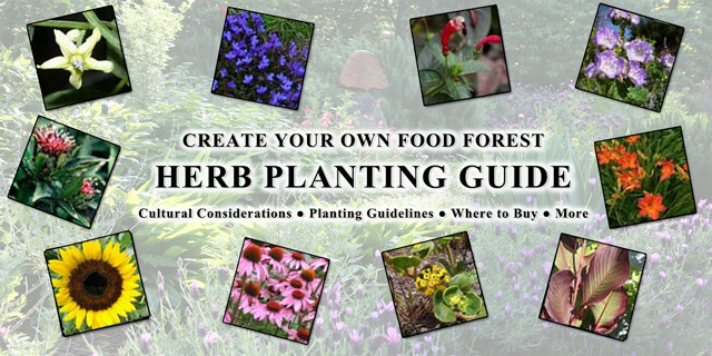 Food forest herb planting guide, One Community