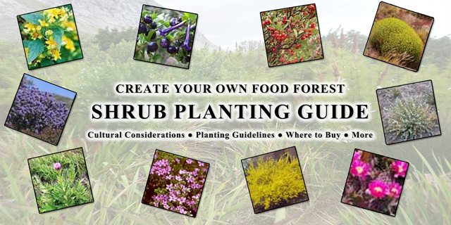 Food Forest Shrub Plantings meme, One Community