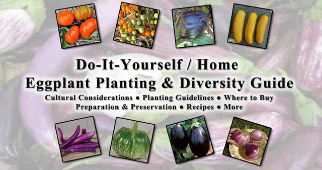 Making Sustainability Mainstream, Eggplant 640, One Community