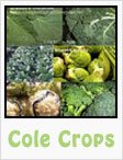 cabbage, cauliflower, broccoli, kale, brussel sprouts, gardening, planting, growing, harvesting, one community, recipes
