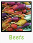 red beets, yellow beets, purple beets, gardening, planting, growing, harvesting, one community, recipes