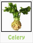 celery stalk, celery hearts, celery greens, gardening, planting, growing, harvesting, one community, recipes