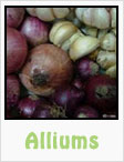 alliums, garlic, elephant garlic, onions, red onions, yellow onions, purple onions, gardening, planting, growing, harvesting, one community, recipes
