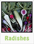 radishes, red radishes, white radishes, daikon radishes, gardening, planting, growing, harvesting, one community, recipes