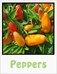 peppers, red peppers, yellow peppers, chili peppers, bell peppers, serano, habanero, gardening, planting, growing, harvesting, one community, recipes