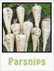parsnips, gardening, planting, growing, harvesting, one community, recipes