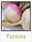 turnips, gardening, planting, growing, harvesting, one community, recipes