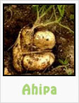 ahipa, gardening, planting, growing, harvesting, one community, recipes