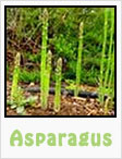 asparagus, asparagus plant, asparagus recipes, gardening, planting, growing, harvesting, one community, recipes