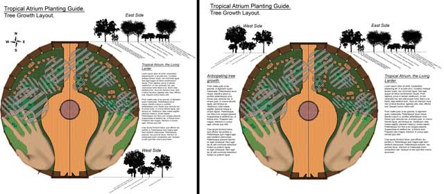 A Sustainable World is Possible, Shadi Kennedy (Artist and Graphic Designer) also began creating these images for the tree aspects of the Tropical Atrium Planting and Harvesting plan. The purpose of these is to show the layering of these trees and how this has been done to maximize sunlight availability for all of them.