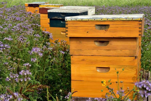 apiary, bees, bee hives, bee honey, bees wax, pollination, bee yard, bee populations, hive setup, bee school, apiary, bee keeping, raising bees, pollinators, for The Highest Good of All 