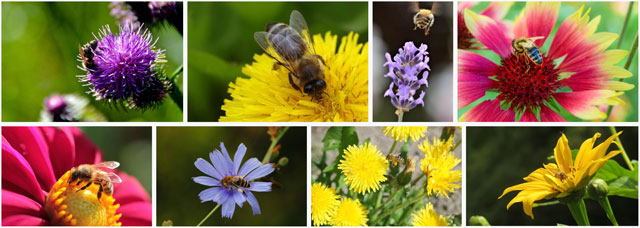 Building Your Own Langstroth Bee Hive