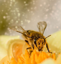 apiary, bees, bee hives, bee honey, bees wax, pollination, bee yard, bee populations, hive setup, bee school, apiary, bee keeping, raising bees, pollinators, for The Highest Good of All