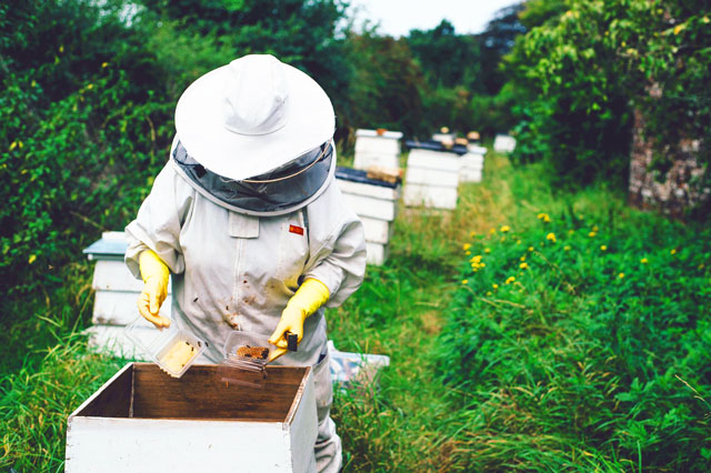 apiary, bees, bee hives, bee honey, bees wax, pollination, bee yard, bee populations, hive setup, bee school, apiary, bee keeping, raising bees, pollinators, for The Highest Good of All