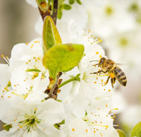 apiary, bees, bee hives, bee honey, bees wax, pollination, bee yard, bee populations, hive setup, bee school, apiary, bee keeping, raising bees, pollinators, for The Highest Good of All