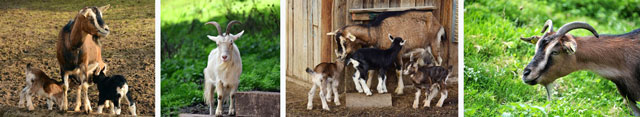 Ethical Goat Raising, Animal Husbandry, Billygoats, Goats for Milk, Goats for Cheese, One Community Global, green living, conscientious goat raising, conscious goat raising, taking care of goats, Highest Good goats