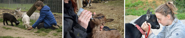 Ethical Goat Raising, Animal Husbandry, Billygoats, Goats for Milk, Goats for Cheese, One Community Global, green living, conscientious goat raising, conscious goat raising, taking care of goats, Highest Good goats