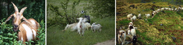 wild goats, goats in the rough, goat herds, herding goats, ethical goats, free-range goats, happy goats, go goats, One Community