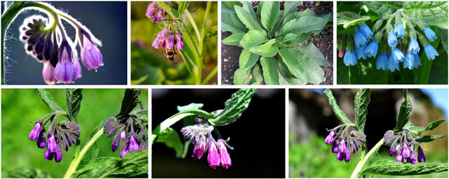 Comfrey, permaculture, chop and drop, cover crop option, companion planting