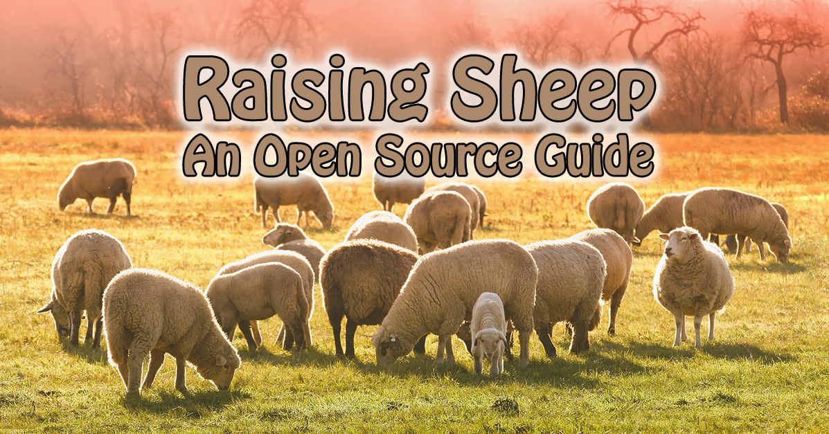 Sheep Stewardship Ethical, Humane, Conscientious Raising/Husbandry