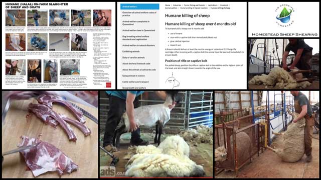 sheep shearing videos, Jump Starting World Change, One Community Weekly Progress Update #343