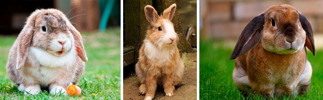 Ethical Rabbit Raising, Animal Husbandry, Billygoats, Rabbits for fertilizer, Rabbits for Meat, Rabbits for food scraps procecing, One Community Global, green living, conscientious rabbit raising, conscious rabbit raising, taking care of rabbits, Highest Good rabbits